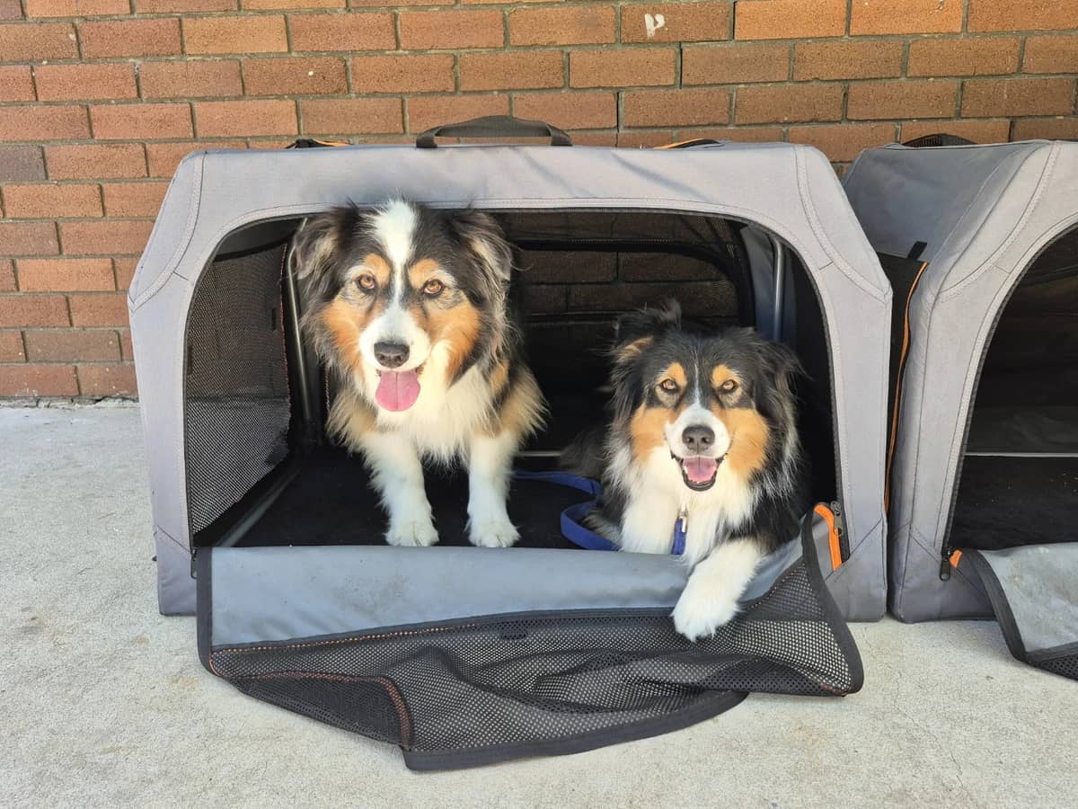 Two Australian Shepherds in an Open Travel Crate