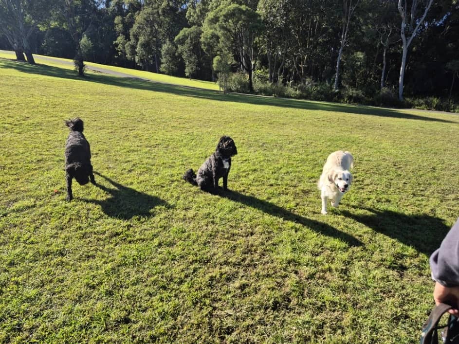 Three Dogs Holding a Stay in a Park