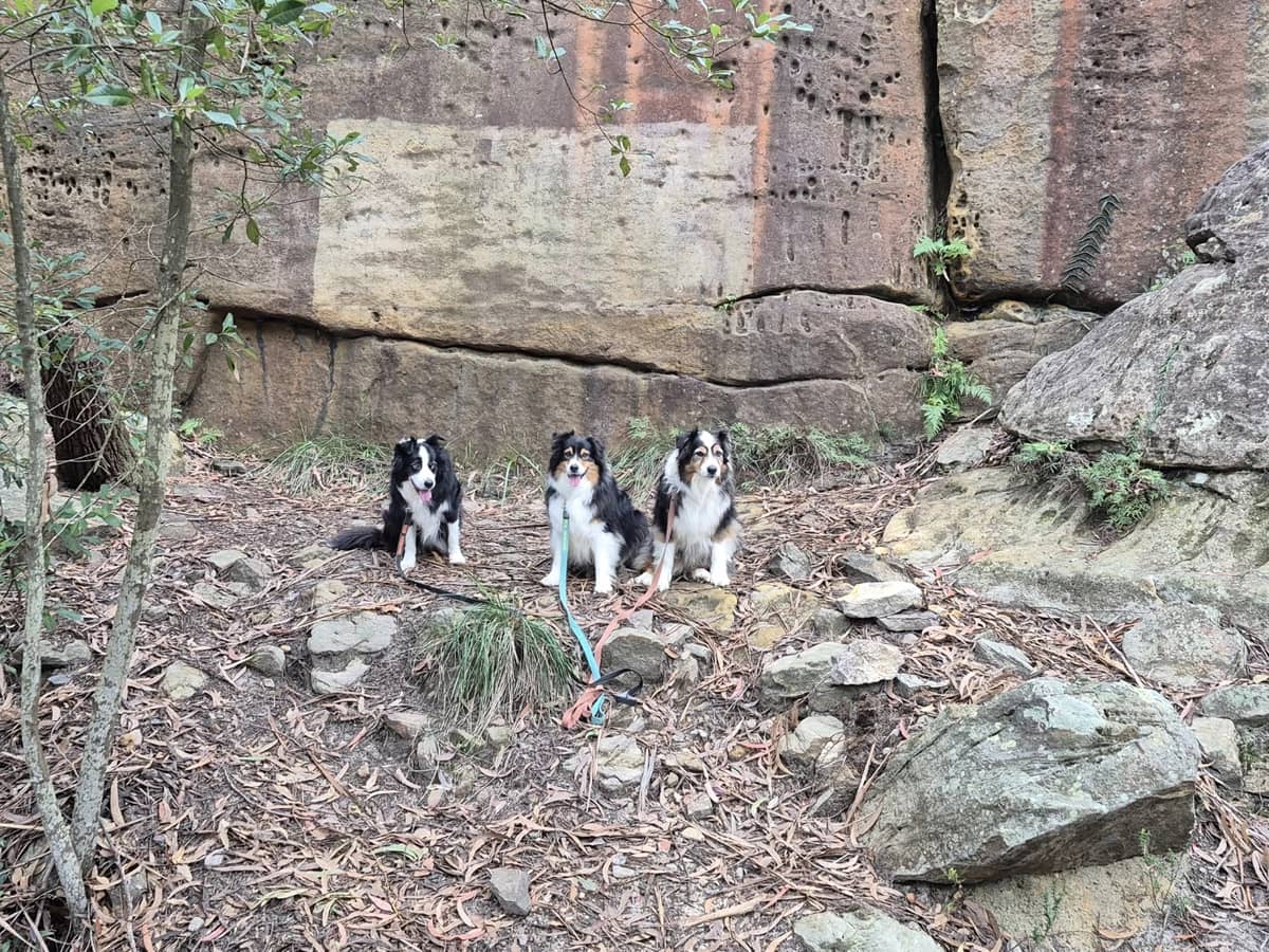 Three Border Collies Holding a Stay on a Rock Ledge