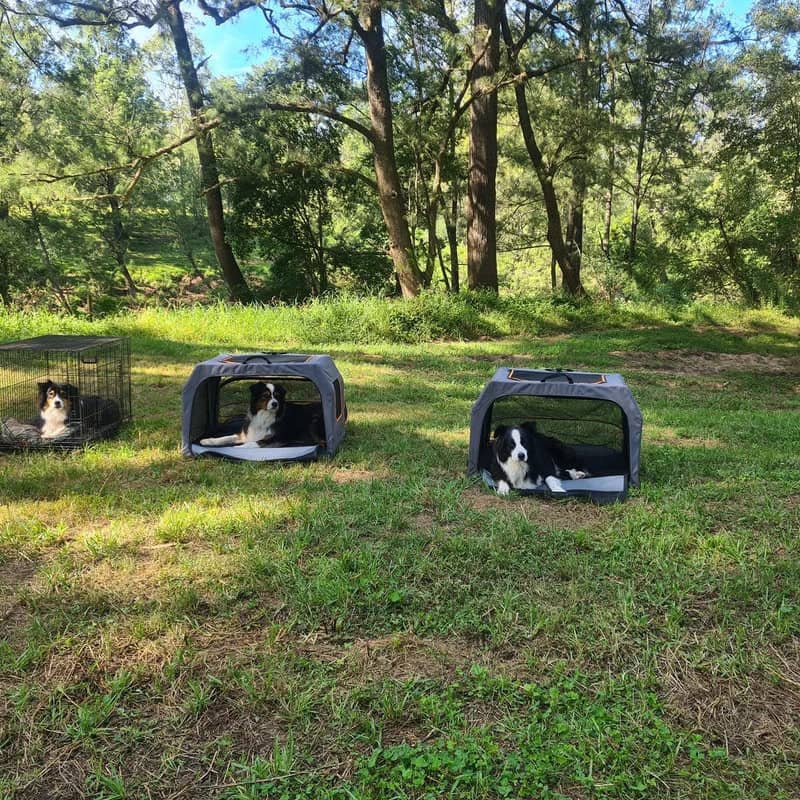 Crate training basics