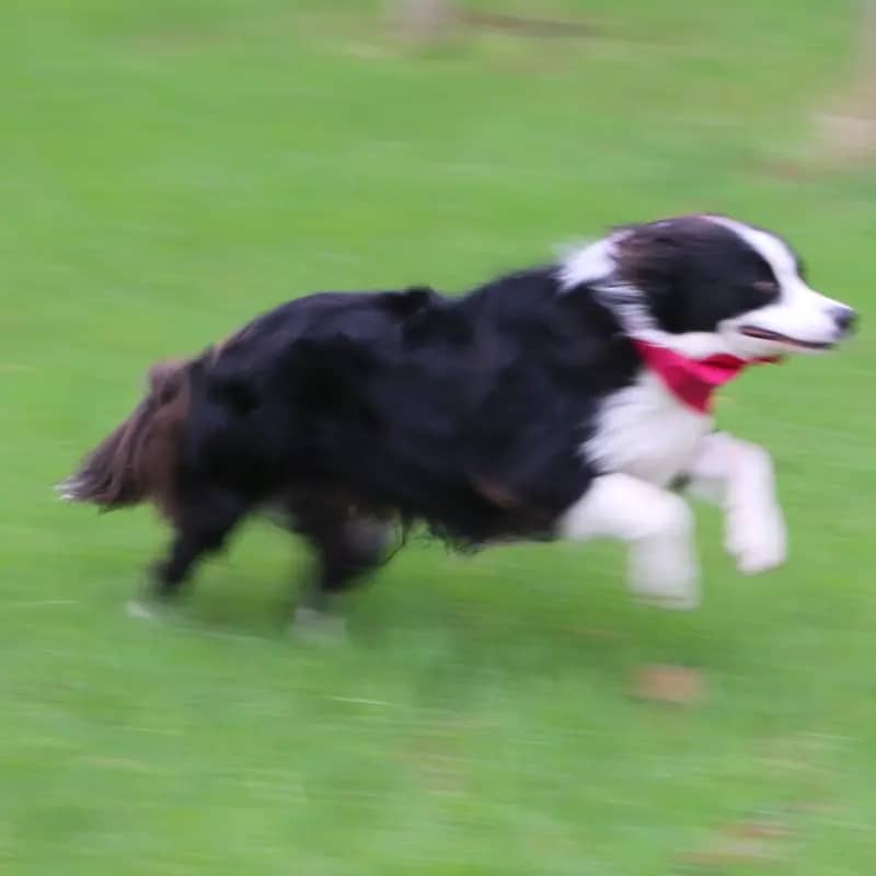 Confident off-lead recall