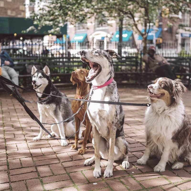 Pack walk with calm dogs